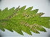  ( - RMNH.INS.31491)  @12 [ ] CreativeCommons  Attribution (by) (2020) Martin Gray Unspecified