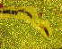  (Stigmella SalixAL - RMNH.INS.31541)  @11 [ ] CreativeCommons  Attribution (by) (2021) Erik J. van Nieukerken-Naturalis Naturalis Biodiversity Center