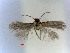  (Parafomoria Halimiumcalycinum - RMNH.INS.23543)  @12 [ ] CreativeCommons - Attribution Non-Commercial Share-Alike (2016) E.J. van Nieukerken Naturalis Biodiversity Center