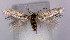  (Glaucolepis Australia - RMNH.INS.23734)  @11 [ ] CreativeCommons - Attribution Non-Commercial Share-Alike  Erik J. van Nieukerken-Nauturalis Unspecified