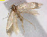  ( - RMNH.INS.23941)  @12 [ ] CreativeCommons - Attribution Non-Commercial Share-Alike  Erik J. van Nieukerken-Nauturalis Unspecified