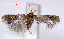  ( - RMNH.INS.23943)  @13 [ ] CreativeCommons - Attribution Non-Commercial Share-Alike  Erik J. van Nieukerken-Nauturalis Unspecified
