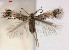  (Parafomoria pseudocistivora - RMNH.INS.24009)  @13 [ ] CreativeCommons - Attribution Non-Commercial Share-Alike  Erik J. van Nieukerken-Nauturalis Unspecified