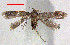  ( - RMNH.INS.24016)  @11 [ ] CreativeCommons - Attribution Non-Commercial Share-Alike  Erik J. van Nieukerken-Nauturalis Unspecified