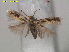  (Fomoria vannifera - RMNH.INS.24208)  @13 [ ] CreativeCommons - Attribution Non-Commercial Share-Alike (2016) Erik J. van Nieukerken-Nauturalis Unspecified