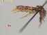  ( - RMNH.INS.24209)  @12 [ ] CreativeCommons - Attribution Non-Commercial Share-Alike (2016) Erik J. van Nieukerken-Nauturalis Unspecified