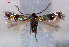  (Fomoria viridissimella - RMNH.INS.24256)  @13 [ ] CreativeCommons - Attribution Non-Commercial Share-Alike  Erik J. van Nieukerken-Nauturalis Unspecified