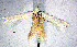  ( - RMNH.INS.24278)  @12 [ ] CreativeCommons - Attribution Non-Commercial Share-Alike  Erik J. van Nieukerken-Nauturalis Unspecified