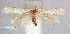  ( - RMNH.INS.24280)  @13 [ ] CreativeCommons - Attribution Non-Commercial Share-Alike  Erik J. van Nieukerken-Nauturalis Unspecified