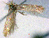  ( - RMNH.INS.24314)  @11 [ ] CreativeCommons - Attribution Non-Commercial Share-Alike  Erik J. van Nieukerken-Nauturalis Unspecified