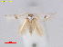  (Pseudopostega KenyaRukinga1 - RMNH.INS.24578)  @14 [ ] CreativeCommons - Attribution Non-Commercial Share-Alike (2016) Erik J. van Nieukerken-Nauturalis Unspecified