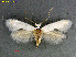  (Pseudopostega chalcopepla - RMNH.INS.24603)  @14 [ ] CreativeCommons - Attribution Non-Commercial Share-Alike (2016) Erik J. van Nieukerken-Nauturalis Unspecified