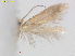  (Glaucolepis hamirella - RMNH.INS.24821)  @13 [ ] CreativeCommons - Attribution Non-Commercial Share-Alike  E.J. van Nieukerken Naturalis Biodiversity Center