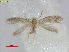  (Glaucolepis salicinae - RMNH.INS.24889)  @13 [ ] CreativeCommons  Attribution Non-Commercial Share-Alike (2017) Erik J. van Nieukerken-Nauturalis Unspecified
