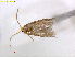  (Fomoria portensis - RMNH.INS.24923)  @12 [ ] CreativeCommons  Attribution Non-Commercial Share-Alike (2017) Erik J. van Nieukerken-Nauturalis Unspecified