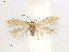  (Fomoria oroviale - RMNH.INS.24963)  @11 [ ] CreativeCommons  Attribution Non-Commercial Share-Alike (2017) Erik J. van Nieukerken-Nauturalis Unspecified