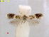  ( - RMNH.INS.24967)  @11 [ ] CreativeCommons  Attribution Non-Commercial Share-Alike (2017) Erik J. van Nieukerken-Nauturalis Unspecified