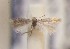  (Glaucolepis corleyi - RMNH.5012069)  @13 [ ] CreativeCommons  Attribution Non-Commercial Share-Alike (2016) A. Lastuvka Mendel University, Brno