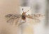  (Glaucolepis andalusica - RMNH.5012071)  @13 [ ] CreativeCommons  Attribution Non-Commercial Share-Alike (2016) A. Lastuvka Mendel University, Brno