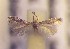  ( - RMNH.5012181)  @11 [ ] CreativeCommons  Attribution Non-Commercial Share-Alike (2016) A. Lastuvka Mendel University, Brno