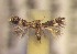  ( - RMNH.5012183)  @11 [ ] CreativeCommons  Attribution Non-Commercial Share-Alike (2016) A. Lastuvka Mendel University, Brno