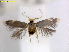  ( - RMNH.INS.25023)  @11 [ ] CreativeCommons  Attribution Non-Commercial Share-Alike (2017) Erik J. van Nieukerken-Nauturalis Unspecified