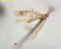 ( - RMNH.INS.25054)  @11 [ ] CreativeCommons  Attribution Non-Commercial Share-Alike (2018) Erik J. van Nieukerken-Nauturalis Naturalis Biodiversity Center