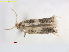  ( - RMNH.INS.25081)  @11 [ ] CreativeCommons  Attribution Non-Commercial Share-Alike (2018) Erik J. van Nieukerken-Nauturalis Naturalis Biodiversity Center