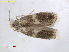  ( - RMNH.INS.25084)  @11 [ ] CreativeCommons  Attribution Non-Commercial Share-Alike (2018) Erik J. van Nieukerken-Nauturalis Naturalis Biodiversity Center