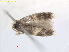  ( - RMNH.INS.25085)  @11 [ ] CreativeCommons  Attribution Non-Commercial Share-Alike (2018) Erik J. van Nieukerken-Nauturalis Naturalis Biodiversity Center