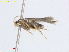  ( - RMNH.INS.25085)  @11 [ ] CreativeCommons  Attribution Non-Commercial Share-Alike (2018) Erik J. van Nieukerken-Nauturalis Naturalis Biodiversity Center