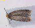  ( - RMNH.INS.25122)  @11 [ ] CreativeCommons  Attribution Non-Commercial Share-Alike (2019) Erik J. van Nieukerken-Naturalis Naturalis Biodiversity Center
