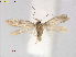  ( - RMNH.INS.25164)  @11 [ ] CreativeCommons  Attribution Non-Commercial Share-Alike (2020) Erik J. van Nieukerken-Naturalis Naturalis Biodiversity Center