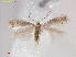  ( - RMNH.INS.25167)  @11 [ ] CreativeCommons  Attribution Non-Commercial Share-Alike (2020) Erik J. van Nieukerken-Naturalis Naturalis Biodiversity Center