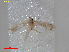  ( - RMNH.INS.25169)  @11 [ ] CreativeCommons  Attribution Non-Commercial Share-Alike (2020) Erik J. van Nieukerken-Naturalis Naturalis Biodiversity Center