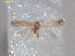  ( - RMNH.INS.25170)  @11 [ ] CreativeCommons  Attribution Non-Commercial Share-Alike (2020) Erik J. van Nieukerken-Naturalis Naturalis Biodiversity Center