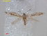  ( - RMNH.INS.25173)  @11 [ ] CreativeCommons  Attribution Non-Commercial Share-Alike (2020) Erik J. van Nieukerken-Naturalis Naturalis Biodiversity Center