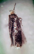  ( - RMNH.INS.25208)  @11 [ ] CreativeCommons  Attribution Non-Commercial Share-Alike (2020) Erik J. van Nieukerken-Naturalis Naturalis Biodiversity Center