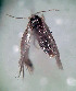  ( - RMNH.INS.25212)  @11 [ ] CreativeCommons  Attribution Non-Commercial Share-Alike (2020) Erik J. van Nieukerken-Naturalis Naturalis Biodiversity Center