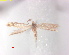  ( - RMNH.INS.25240)  @11 [ ] CreativeCommons  Attribution Non-Commercial Share-Alike (2020) Erik J. van Nieukerken-Naturalis Naturalis Biodiversity Center