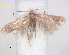  ( - RMNH.INS.25253)  @11 [ ] CreativeCommons  Attribution (by) (2020) Erik J. van Nieukerken-Naturalis Naturalis Biodiversity Center