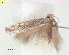  ( - RMNH.INS.25255)  @11 [ ] CreativeCommons  Attribution (by) (2020) Erik J. van Nieukerken-Naturalis Naturalis Biodiversity Center