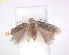  ( - RMNH.INS.25255)  @11 [ ] CreativeCommons  Attribution (by) (2020) Erik J. van Nieukerken-Naturalis Naturalis Biodiversity Center