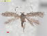  ( - RMNH.INS.25347)  @11 [ ] CreativeCommons  Attribution (by) (2022) Erik J. van Nieukerken-Naturalis Naturalis Biodiversity Center