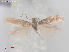  ( - RMNH.INS.25348)  @11 [ ] CreativeCommons  Attribution (by) (2022) Erik J. van Nieukerken-Naturalis Naturalis Biodiversity Center