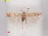  ( - RMNH.INS.25349)  @11 [ ] CreativeCommons  Attribution (by) (2022) Erik J. van Nieukerken-Naturalis Naturalis Biodiversity Center