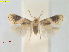  ( - RMNH.INS.25365)  @11 [ ] CreativeCommons  Attribution (by) (2022) Erik J. van Nieukerken-Naturalis Naturalis Biodiversity Center