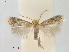  (Fomoria CallicarpaTaiwan - RMNH.INS.25367)  @11 [ ] CreativeCommons  Attribution (by) (2022) Erik J. van Nieukerken-Naturalis Naturalis Biodiversity Center