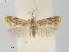  ( - RMNH.INS.25368)  @11 [ ] CreativeCommons  Attribution (by) (2022) Erik J. van Nieukerken-Naturalis Naturalis Biodiversity Center