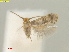  (Fomoria VitexTaiwan - RMNH.INS.25369)  @11 [ ] CreativeCommons  Attribution (by) (2022) Erik J. van Nieukerken-Naturalis Naturalis Biodiversity Center